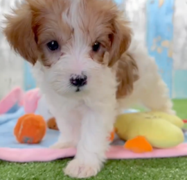 Yorkie Poo Puppies For Sale